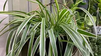 Chlorophytum comosum