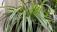Chlorophytum comosum