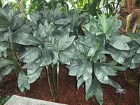 Chamaedorea metallica (Chamaedorea metallica) plant