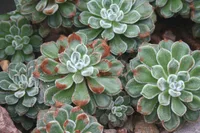 Mexican Firecracker