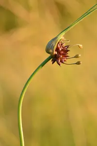 field garlic