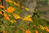 sulphur cosmos (Cosmos sulphureus) plant