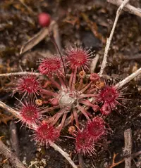 pygmy sundew