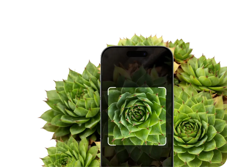 Cactus Identification – Hero