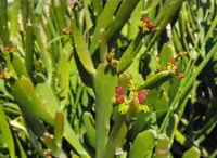 Euphorbia xylophylloides (Euphorbia xylophylloides) plant