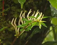 Peperomia palmana (Peperomia palmana) plant