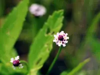 lanceleaf fogfruit