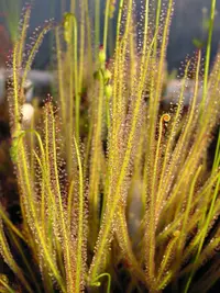 threadleaf sundew
