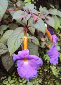 Achimenes longiflora
