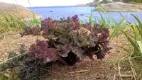 Crambe maritima outdoor