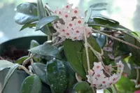 Wax Plant (Hoya carnosa) plant