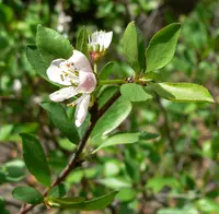 Klamath plum