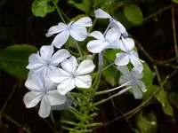 Blue plumbago (Plumbago auriculata) plant