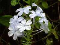 Blue plumbago (Plumbago auriculata) plant