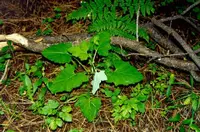 American trailplant