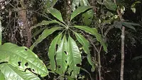 Anthurium pentaphyllum