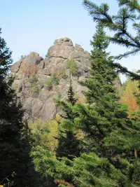 Siberian Fir