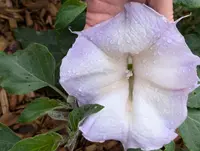 Datura wrightii