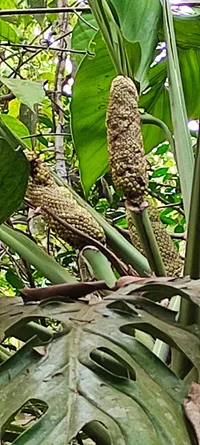 Monstera lechleriana (Monstera lechleriana) plant