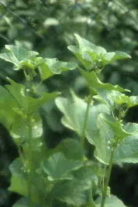 cluster mallow (Malva verticillata) plant