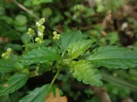Pilea elliptica (Pilea elliptica) plant