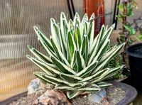 Agave albomarginata (Agave albomarginata) plant