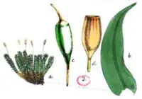 zygodon moss (Zygodon viridissimus) plant