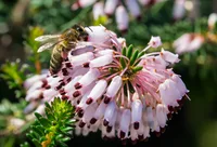 common milkweed