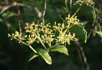 Venezuelan treebine (Cissus rotundifolia) plant
