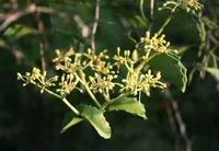 Venezuelan treebine