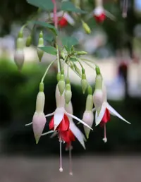 Hardy fuchsia