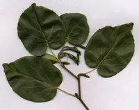 Italian Alder