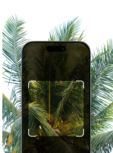 Palm Tree Identification – Hero Mobile
