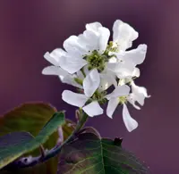 Dwarf Serviceberry