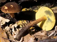 Boletellus chrysenteroides
