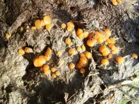 cowpat gem