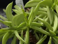 Prayer Pepper