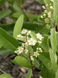 gopher apple (Geobalanus oblongifolius) plant
