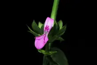 Dicliptera peduncularis (Dicliptera peduncularis) plant