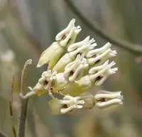 rush milkweed
