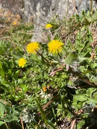 orange-tipped dandelion (Taraxacum obliquilobum) plant