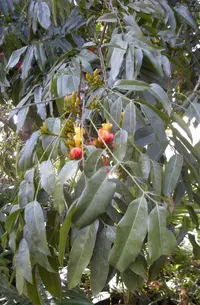 Blackbean