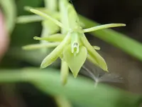 mountain star orchid