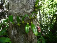 Bulbophyllum incurvum