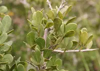 Wing Currantrhus