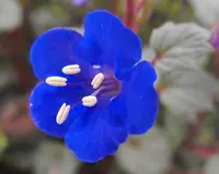 desert bluebells (Phacelia campanularia) plant