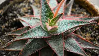 Aloe 'Christmas Carol' plant