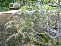 Japanese wisteria (Wisteria floribunda) plant
