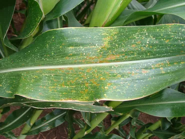 Fungal Leaf Spot
