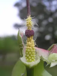 Mountain Arum